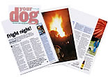 Article - Fireworks - Your Dog.